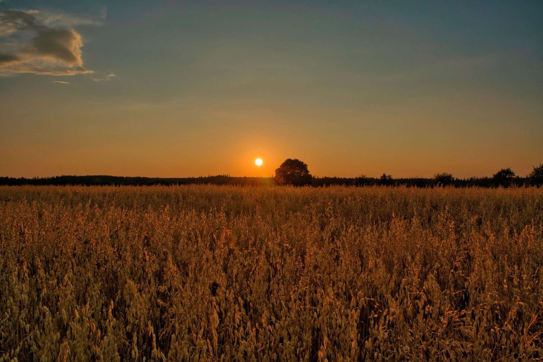 Sonnenuntergang über einem Getreidefeld auf der Zollernalb